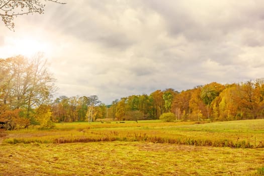 meadow autumn landscape with colorful forest