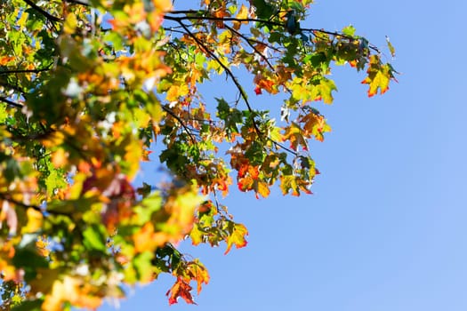 Maple Tree in Autumn with colerfull leaves and blue sky.