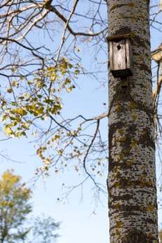 Bird House on Birch Tree in autumn.
