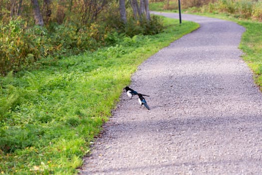 Common Magpie on Gravel Road