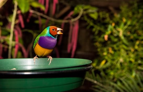Gouldian Finch eating grains