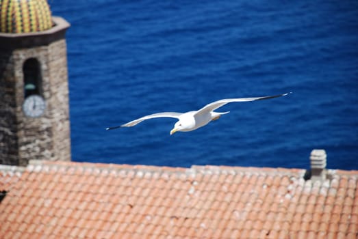 Seagull over Catelsardo Cathedral Sant Antonio Abate Castelsardo Sardinia Italy Coast Mediterranean Sea Caltheddu Casteddu Sardu 07031 07030 Italia Sardegna Castellanesi Comune Provincia Sassari