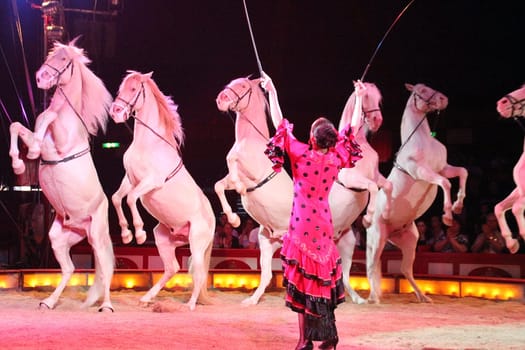 Horse dressage at Circus Krone