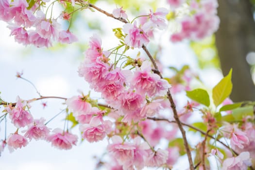 Horizontal banner with sakura flowers of pink color on sunny backdrop. Beautiful nature spring background with a branch of blooming sakura.