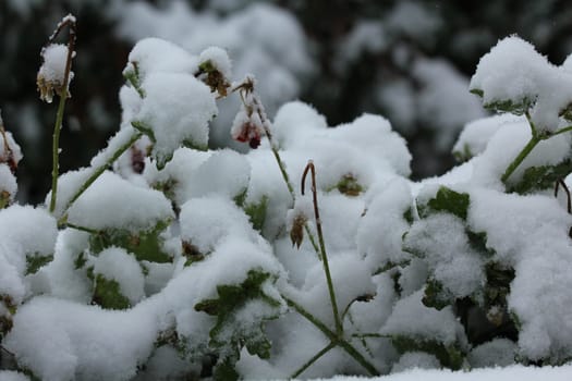 White beanie for the flowers. After a week ago late summer temperatures caused the best excursion weather in Germany,the first snow of the new winter fell on the last weekend of October