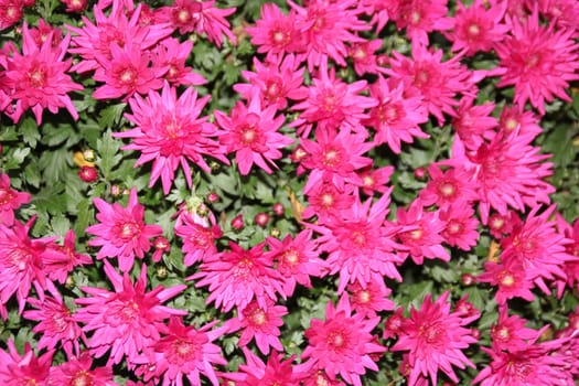 The chrysanthemum in Lahr has been around since 1997. Every autumn,the city centre of Lahr shines in colourful colours. Visitors from Germany and abroad,old and young will get their money's worth when visiting the Chrysanthema. And it is worth taking a souvenir from the chrysanthemum with you: liqueur,beer,soap,oil from chrysanthemums can be purchased there.