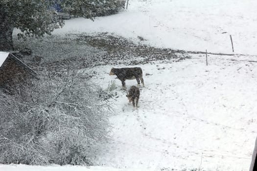 These cows,as here at Hinterzarten in the Black Forest,were also surprised by the onset of winter.