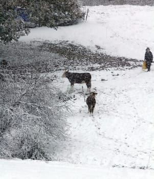 Surprised by the onset of winter in the Black Forest,these cows were caught on a pasture near Hinterzarten