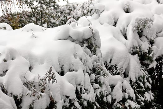 Winter break in Germany,in the Black Forest between 10 and 20 centimetres of fresh snow fell