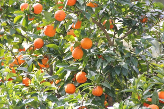 Orange trees in Italy