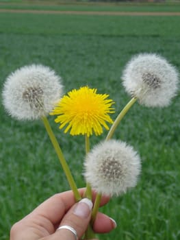 Dandelion and puss flower
