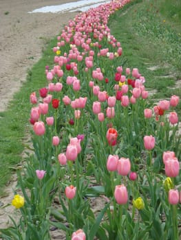 Tulip in the tulip bed for self-picking