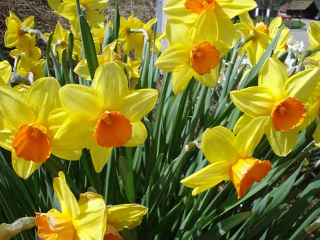 flowering yellow narcissism