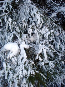 Ski hiking,tobogganing,snow school trips or out with touring skis into the open air - at the turn of the month February/March winter shows its best side with a lot of snow and sun in the Black Forest.