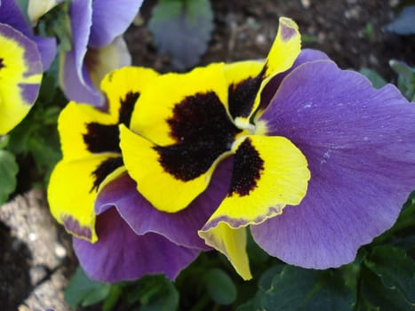 flowering pansies