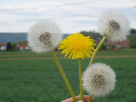Dandelion and puss flower