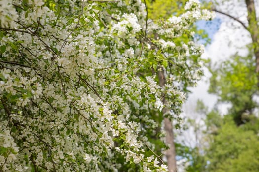 Beautiful flowering tree branches in the sun. Spring background with space to copy. Selective focus.