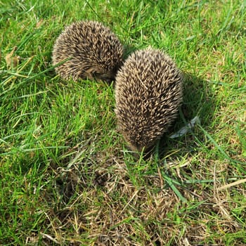 ailing, animal, common, diseases, domestic, environment, garden, grass, hedgehog, illness, mammal, nature, new, nocturnal, nzl, physical, prickly, rodent, sick, spiny, suffer, walking, wild, wildlife, zealand