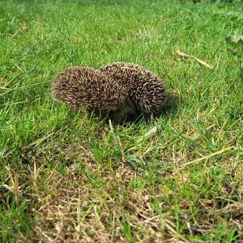 ailing, animal, common, diseases, domestic, environment, garden, grass, hedgehog, illness, mammal, nature, new, nocturnal, nzl, physical, prickly, rodent, sick, spiny, suffer, walking, wild, wildlife, zealand