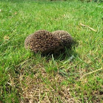 ailing, animal, common, diseases, domestic, environment, garden, grass, hedgehog, illness, mammal, nature, new, nocturnal, nzl, physical, prickly, rodent, sick, spiny, suffer, walking, wild, wildlife, zealand