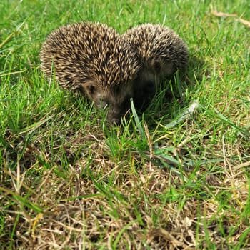 ailing, animal, common, diseases, domestic, environment, garden, grass, hedgehog, illness, mammal, nature, new, nocturnal, nzl, physical, prickly, rodent, sick, spiny, suffer, walking, wild, wildlife, zealand