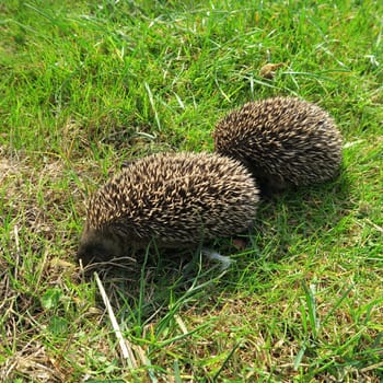 ailing, animal, common, diseases, domestic, environment, garden, grass, hedgehog, illness, mammal, nature, new, nocturnal, nzl, physical, prickly, rodent, sick, spiny, suffer, walking, wild, wildlife, zealand