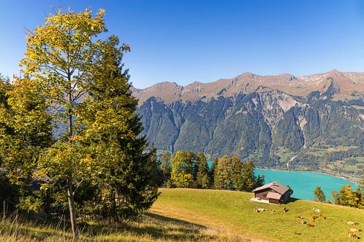 Alp above Lake Brienz