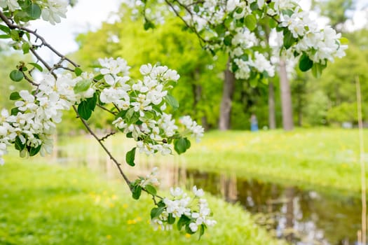 Beautiful flowering tree branches in the sun. Spring background with space to copy. Selective focus.