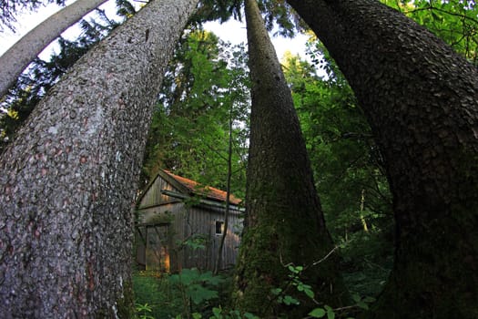 Wide-angle shot of a wooden hut in the forest. The enchanted hut in the forest