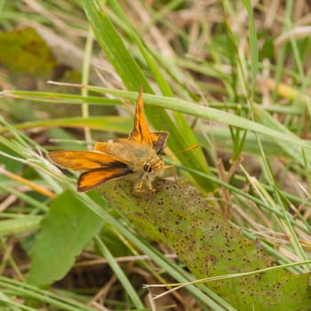 Macro of a skipper butterfly resting on a leaf in the grass.