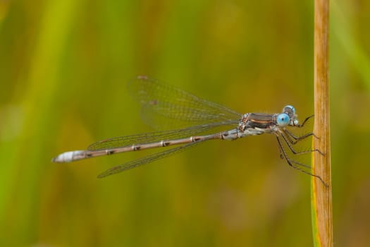 A macro of a thin-winged damselfly with blue eyes.