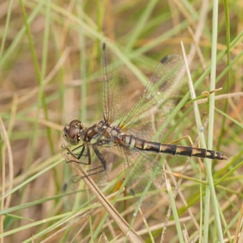 Macro of a brown darner dragonfly resting in the grass.