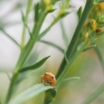 Macro of the front view of a leaf hopper sitting on blade of grass.