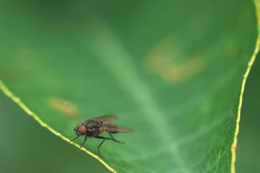 Macro fo a big eyed fly sitting on a leaf.