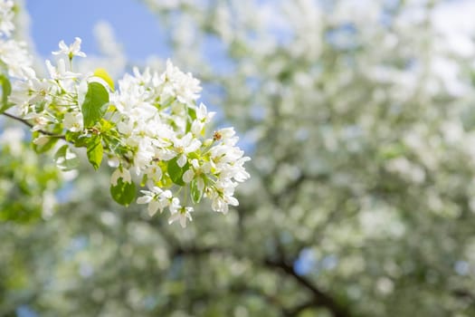 Beautiful flowering tree branches in the sun. Spring background with space to copy. Selective focus.