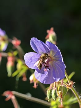 Meadow stork beak (Geranium pratense) with bee
