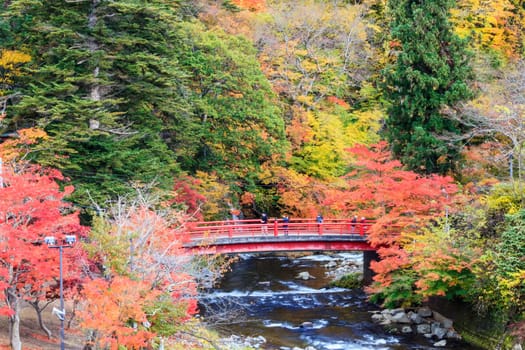 Maple tree in autumn, Japan