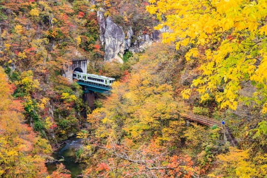 Maple tree in autumn, Japan