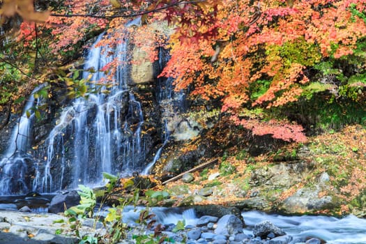 Maple tree in autumn at the fall season