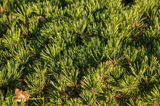 A bunch of bright green pine needles