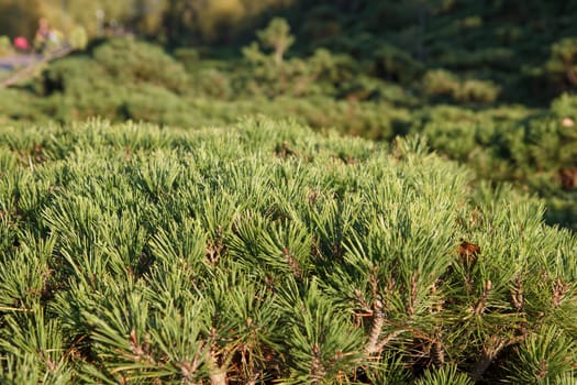a big bunch of green pine needles