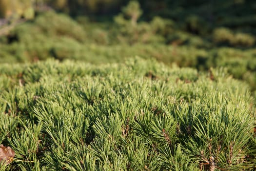 A humangus bunch of green pine needles