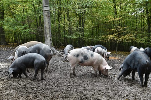 Happy Pigs in the Hutewald