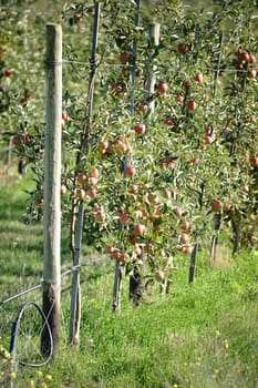 A series of trimmed apple trees of an apple tree plantation filled with apples.