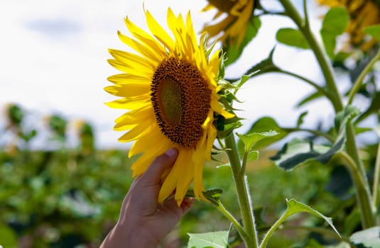 Child hand reaching to the sunflower petals in spring field