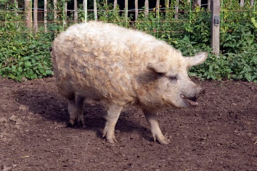 Wollschwein, Mangalica