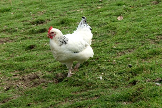 Legehuhn