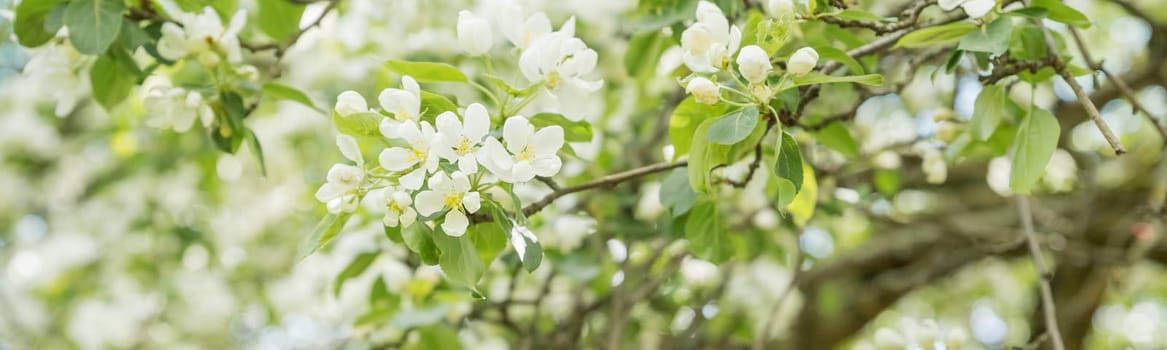 Beautiful flowering tree branches in the sun. Spring background with space to copy. Selective focus.