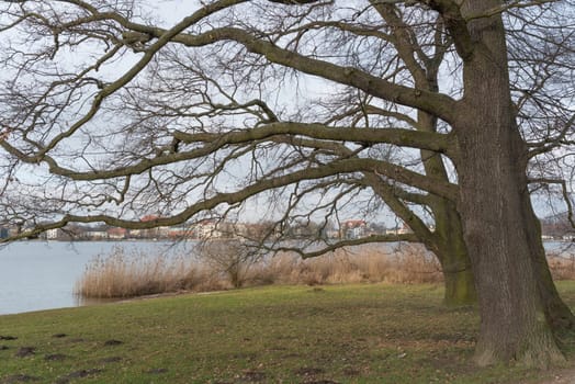 Oaks at the Deep Lake Potsdam
