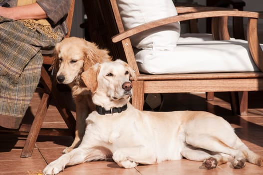 Two dogs relaxing on autumn sun lit porch next to its owner